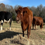 Four Southern Animal Sanctuaries to Visit in 2025