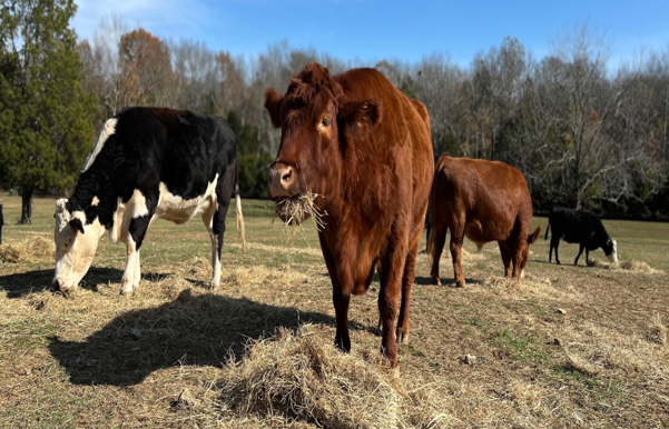 Four Southern Animal Sanctuaries to Visit in 2025