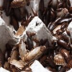 The Impact of Pest Infestations on Business Operations