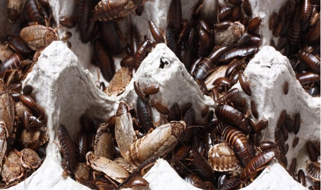 The Impact of Pest Infestations on Business Operations