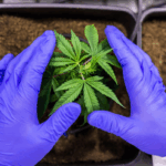 Leveraging THCa Isolate for Competitive Advantage in the Cannabis Market