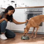 Freeze-Dried Dog Food Feeding Tips Every Owner Should Know