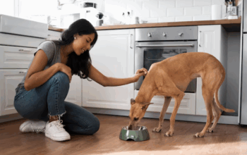 Dog Food Feeding Tips