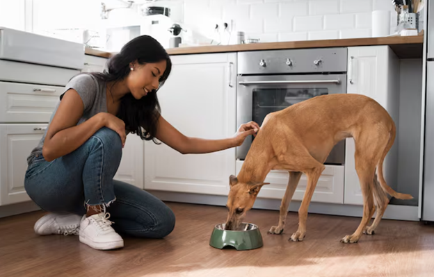 Freeze-Dried Dog Food Feeding Tips Every Owner Should Know