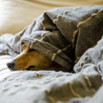 4 Signs Your Pet Needs More Care and Attention