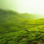Top 10 Companies to Book Kerala Tour Packages in 2025