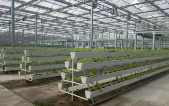 Hydroponic Solutions