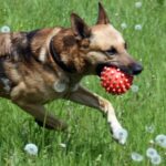Dog safety