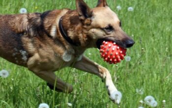 Dog safety