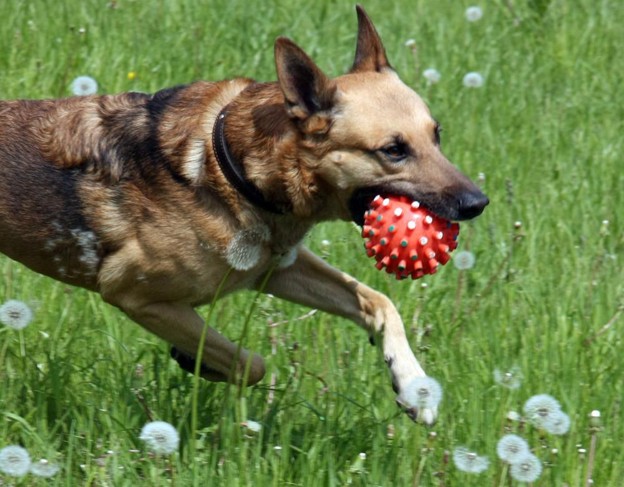 What Every Pet Owner Should Know About Dog Safety