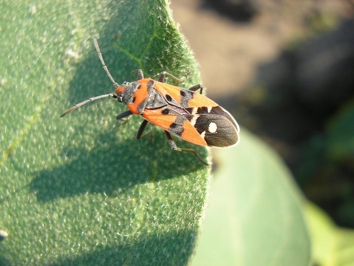 Common Pests You Should Watch Out For in Your Home