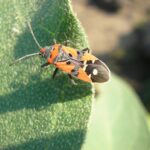 Pests